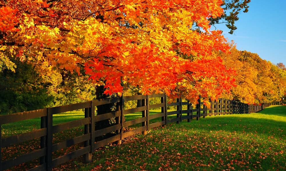 Fall Leaves